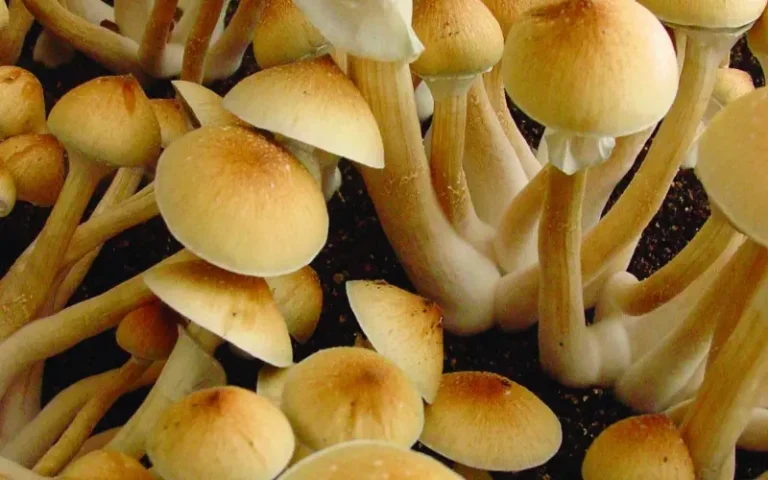 The Magic of Mushrooms