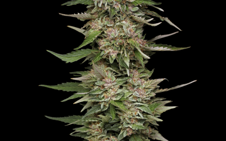 Weed From Seed: Understanding F1 Hybrids