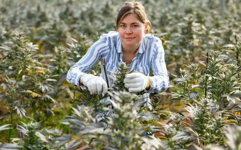 Cannabis Industry Has 440,000 Full-Time Workers